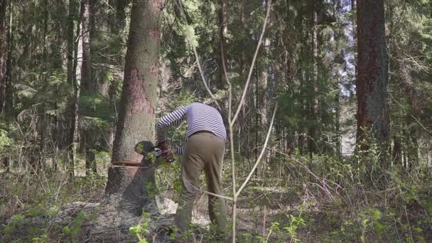 Un bûcheron coupe une épicéa avec une grosse tronçonneuse. — Video