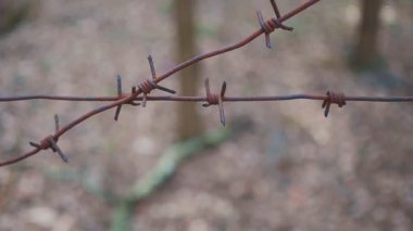 Dikenli teller, salgın ve koronavirüs için tek tel bulanık yaprak konseptini kapatır.