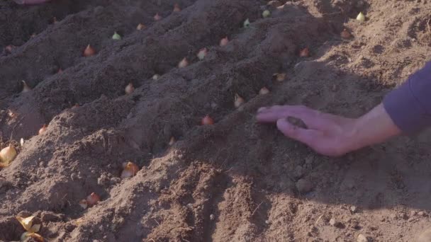 Agricultor plantando cebollas. Las manos cerca. Trabajos de primavera en el jardín. Siembra de cebollas . — Vídeos de Stock