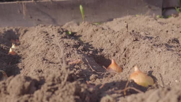 Farmář vysazuje cibuli. Ruce k sobě. Jarní práce na zahradě. Výsev cibule. — Stock video