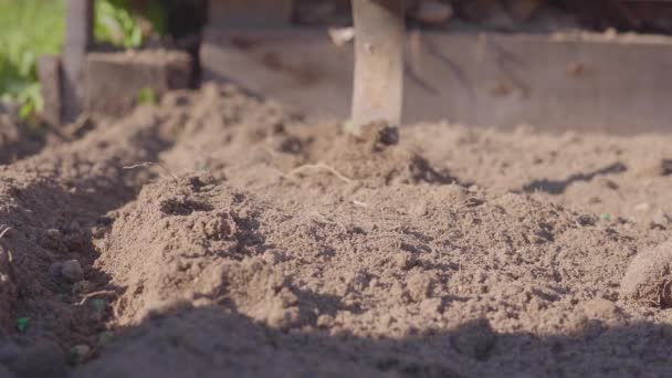 Outil agricole est champ de houeing. agriculteur prépare une crête pour semer. — Video
