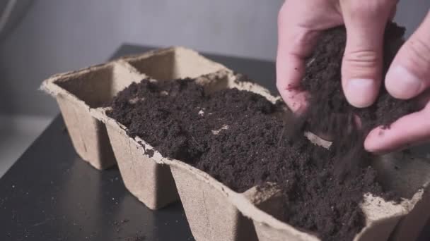 Plantación de semillas en macetas pepinos, calabacines, calabazas — Vídeo de stock