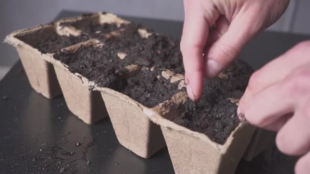 Zaden planten in potten komkommers, courgettes, pompoenen — Stockvideo