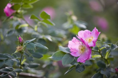 Vahşi orman gülü.