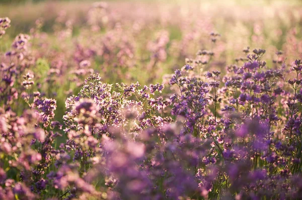 Bahar çayır çiçekler.