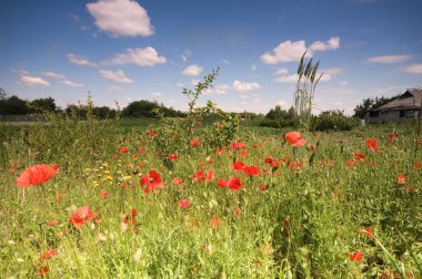 vahşi çayır çiçekler.