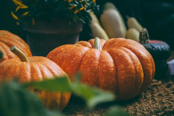Several large orange pumpkins in the foreground — Stock Photo, Image