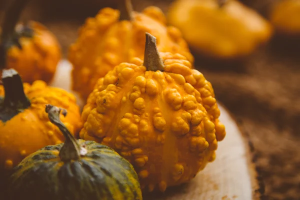 Yellow and green decorative pumpkins of different varieties — Stock Photo, Image