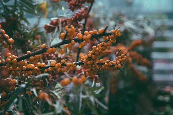 Hojas, ramas y bayas de espino cerval —  Fotos de Stock