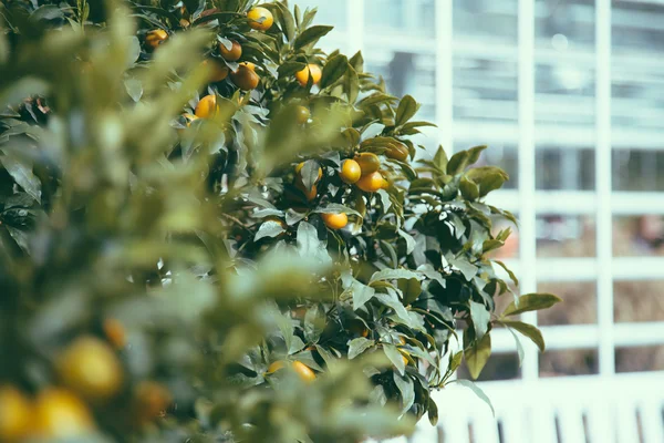 Pobočky a plody ozdobné mandarinka "Citrus síťovanou" — Stock fotografie