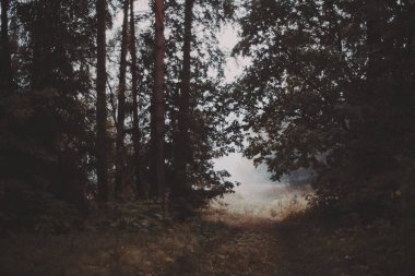 Sabah erken puslu ormanda şeritte