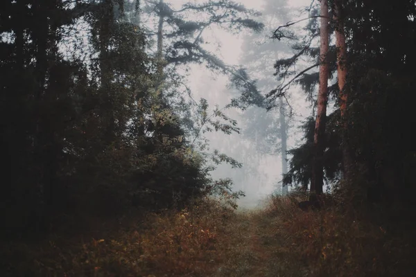 Camino en el bosque brumoso por la mañana temprano — Foto de Stock