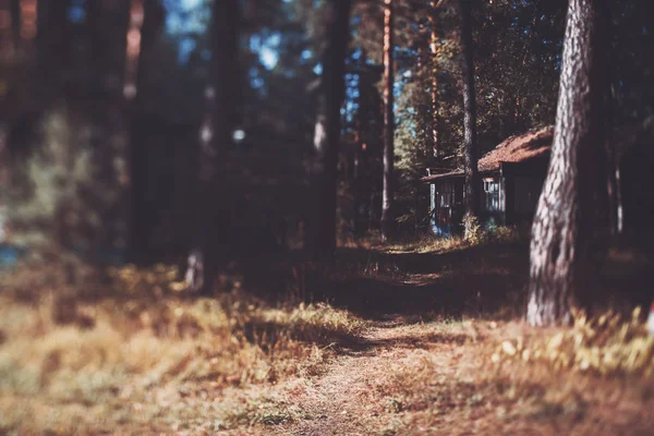 Tilt-shift view of path in forest — Stock Photo, Image