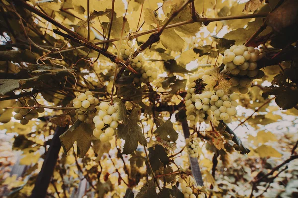 Tiro de ângulo largo de cachos de uvas — Fotografia de Stock