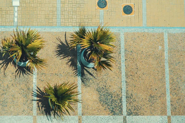 Widok z góry ozdobny palmy i ustaw w Rio — Zdjęcie stockowe