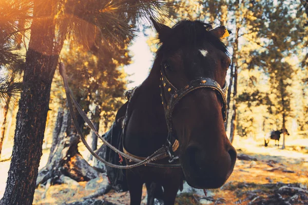 En häst bunden till ett träd — Stockfoto