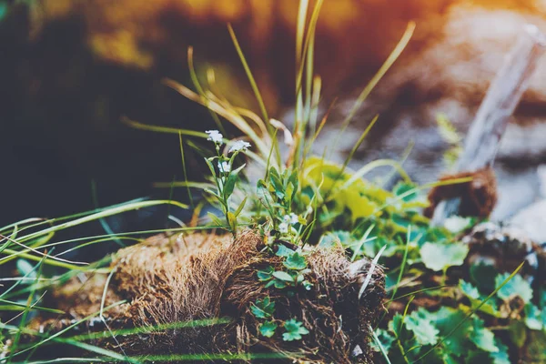 Makro focení malé květiny a trávy — Stock fotografie