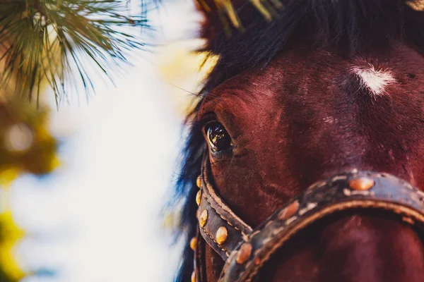 栗色の馬の頭のクローズ アップ ビュー — ストック写真