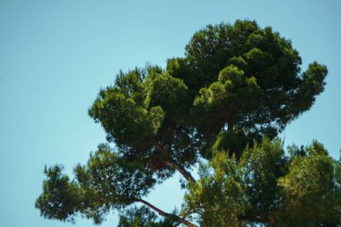 Büyük yeşil çam ağacının üst dalları 