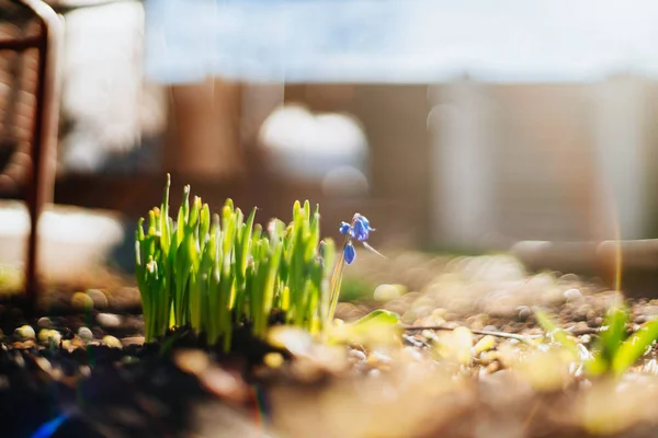 Färskt gräs och små blå blomma på våren — Stockfoto