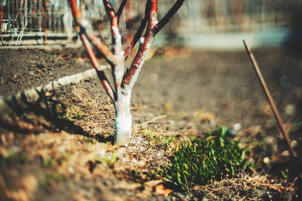 Kofferbak van appelboom in de tuin, tilt-shift — Stockfoto