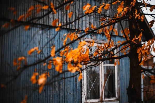 Folhas de carvalho laranja seco na frente da casa — Fotografia de Stock