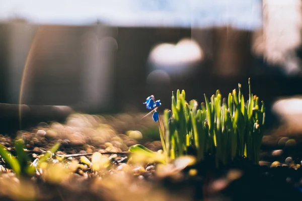 Vers gras en kleine blauwe bloem op de lente — Stockfoto