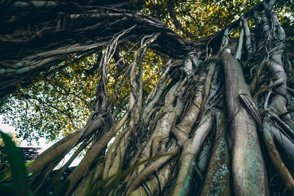 Amplia vista desde la parte inferior del enorme árbol de banyan — Foto de Stock