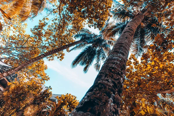 Vidvinkel vy från botten av två palmer — Stockfoto