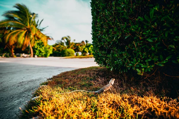 Jaszczurka stoi nadal na suchej trawy — Zdjęcie stockowe