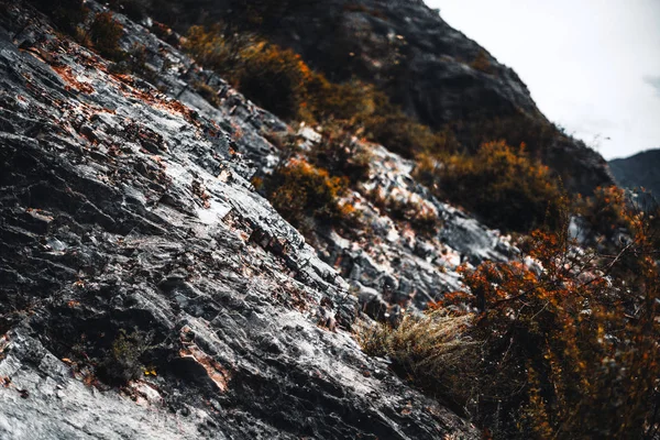 Крупним планом вид на гірський схил з кущами — стокове фото