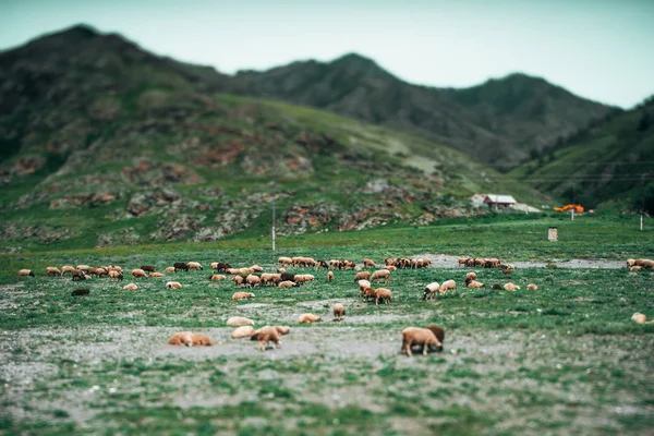 Alimentação de ovelhas nas montanhas, vista inclinação-deslocamento — Fotografia de Stock