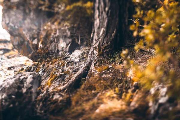 松の木の根のおとぎ話ビュー — ストック写真