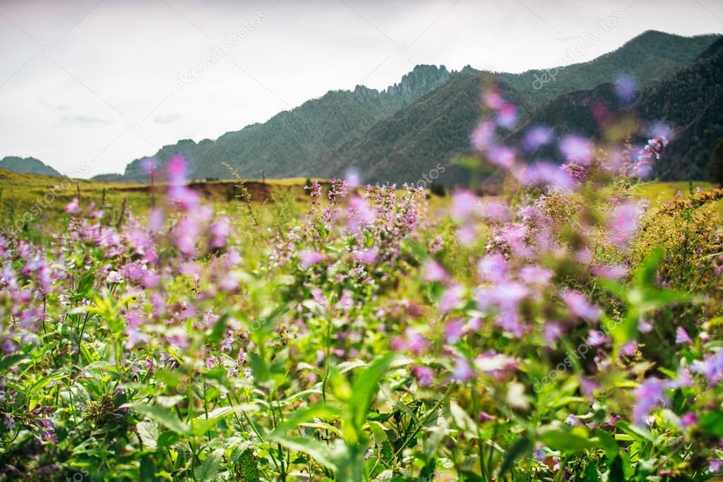 Landscape with moutains and lilac flowers, tiltshift view