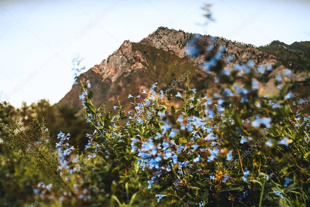 Altay mountains scenery with blue flowers on meadow