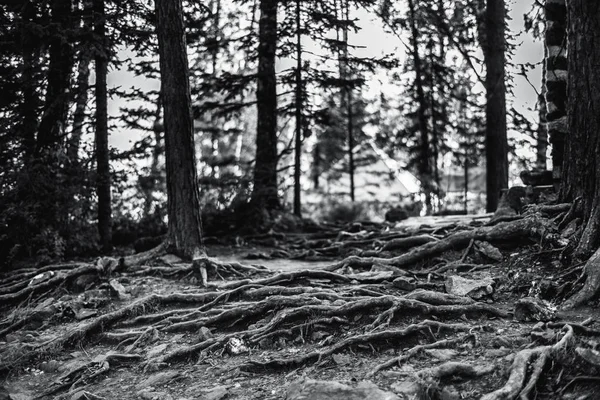 Wiele korzeni drzew, obraz w skali szarości — Zdjęcie stockowe