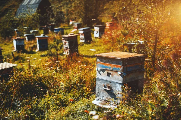 stock image Apiary on meadow of Altay mountains