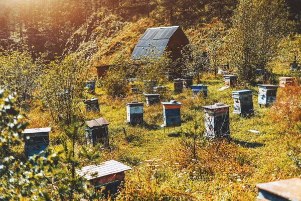 Landschaft mit Bergwiesen mit Bienenstöcken — Stockfoto
