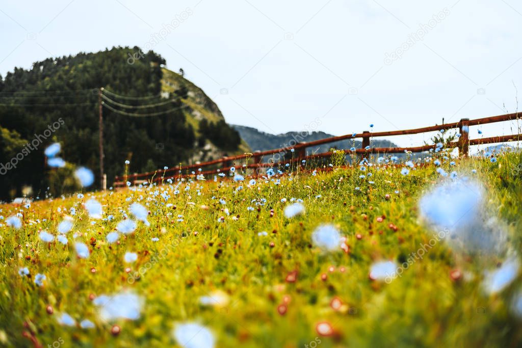 Altay mountains scenery with blue flowers on meadow and fencing