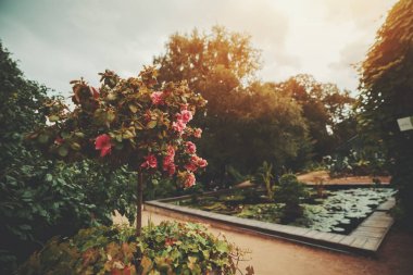 Bush ve küçük gölet üzerinde gül çiçek