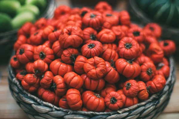 Molly with Solanum aethiopicum — Stock Photo, Image