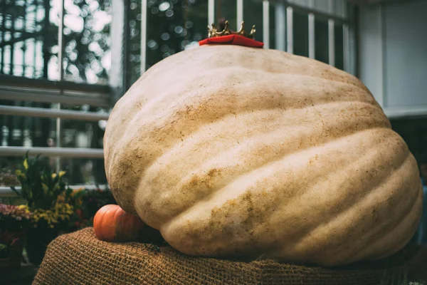 Giant pumpa i vinterträdgården — Stockfoto