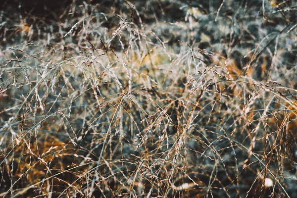 熟した種子と茎の草 — ストック写真