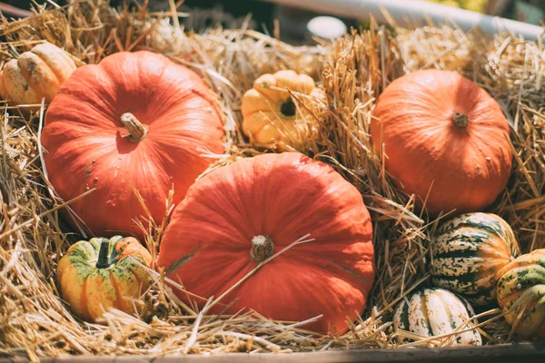 Hasat sonra birden çok pupkins görünümünü