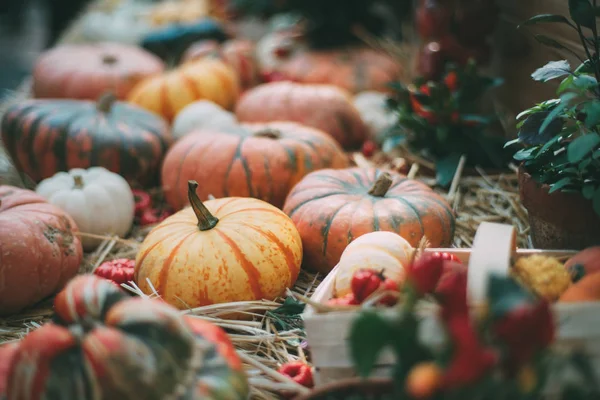 Thanksgiving-Stilleben med pumpor och squash — Stockfoto