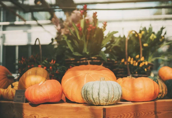 Still-life of haloween pumpkins — Stock Photo, Image