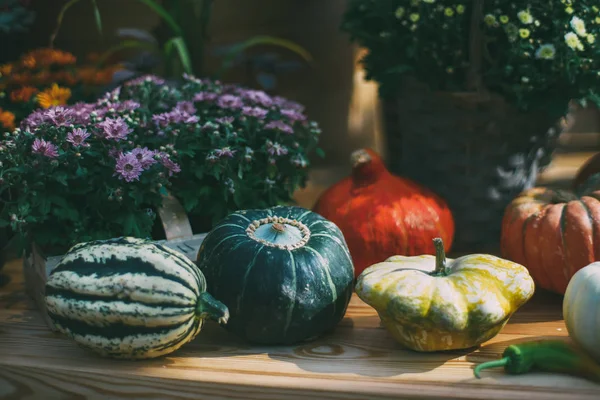 Pumpkins, flowers, Thanksgiving Day still-life — Stock Photo, Image