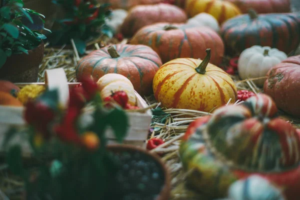 Thanksgiving-Stilleben med pumpor — Stockfoto