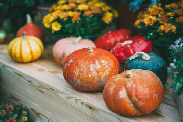 Thanksgiving-Stilleben med pumpor — Stockfoto