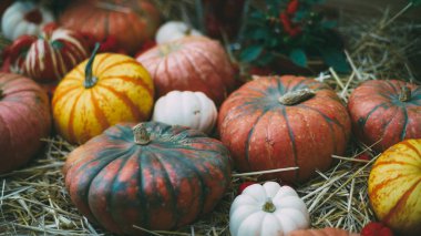 Haloween pumpkins hala hayat
